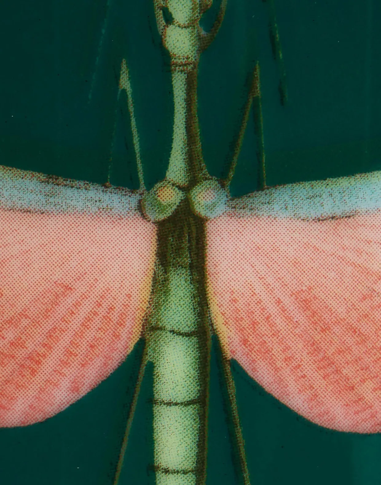 Decorative CupLibellula Green in Porcelain